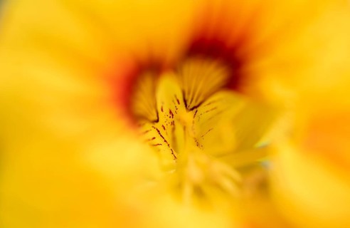 Yellow flower