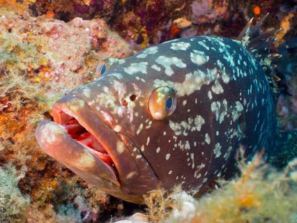 Portrait of dusky grouper
