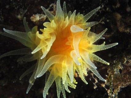 Sunset cup coral