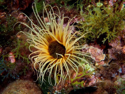 Yellow coloured tube anemone