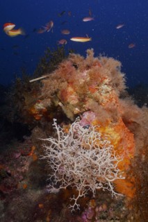 Mediterranean basket star
