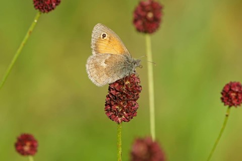 Small heath
