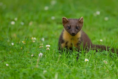 Pine marten