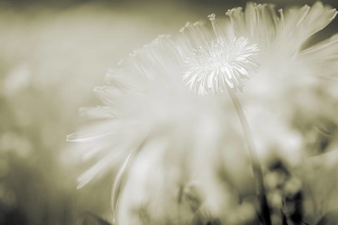 Dandelion