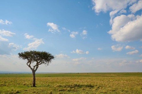 Umbrella thorn acacia