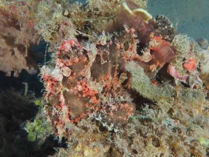 Well camouflaged Giant Frogfish