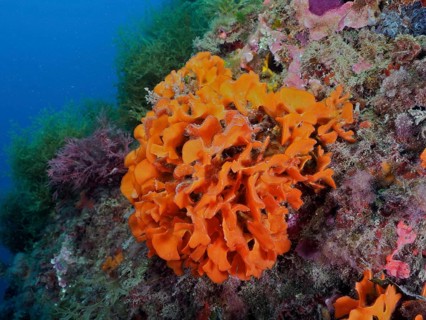 Orange spiny sponge