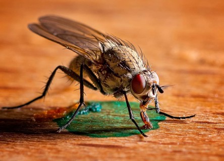 Macro shot of a house fly licking a drop of paint
