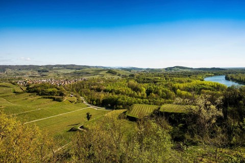View of village and vineyards and Rhine