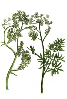 Botany