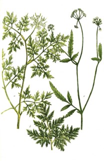 Botany