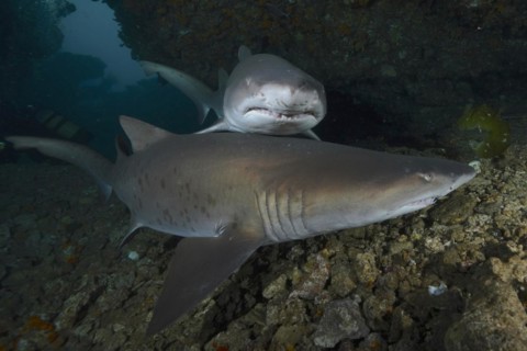 Two sand tiger sharks