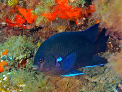 Neon reef fish