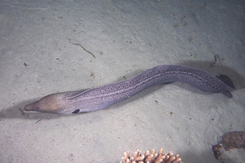 Free swimming giant moray