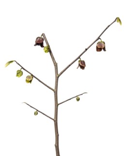 Paw-paw