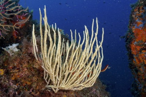 White gorgonian