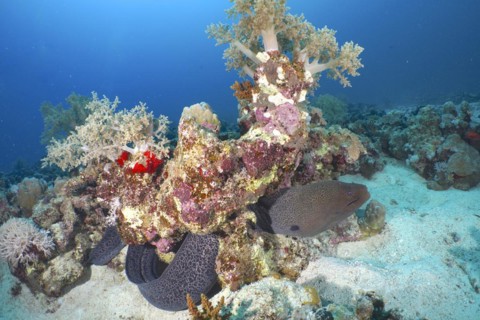Giant Moray