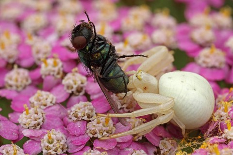 Predator and prey