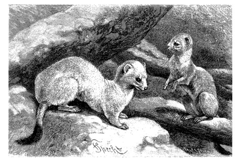 Ermine