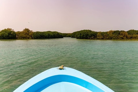 Mangrove forest