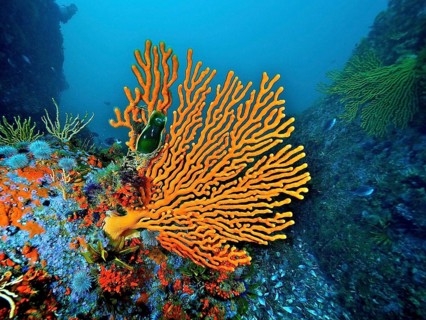 Sinus sea fan