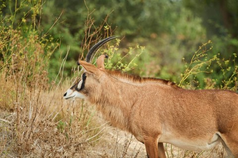 Sable antelope