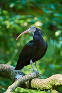 Northern bald ibis