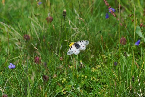 Alpine Apollo