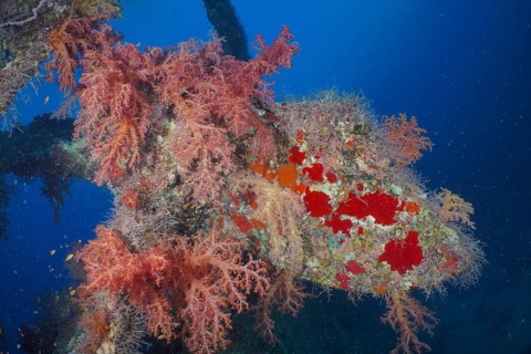 Propeller of the Dunraven overgrown with Hemprich's tree coral