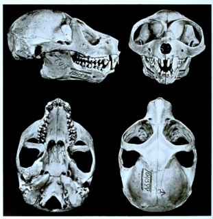 Skull bone