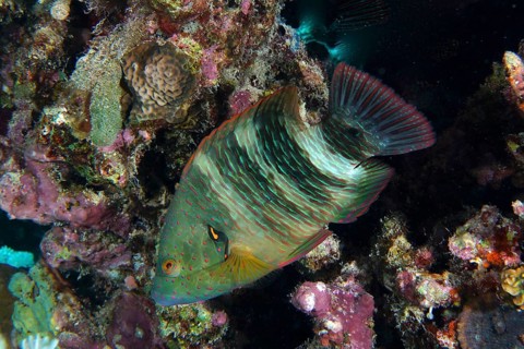 Broomtail wrasse