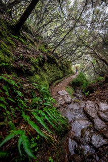 Hiker in dense forest