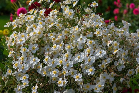 White-flowered chinese anemones