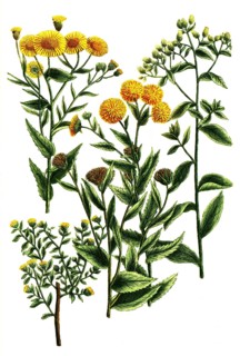 Botany