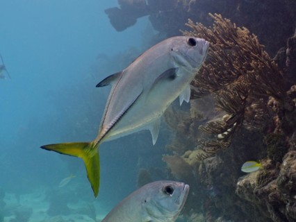 Horse-eye mackerel