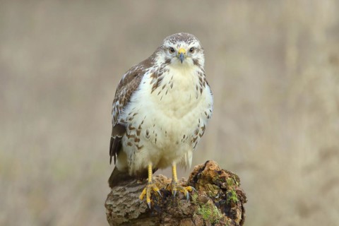 Common steppe buzzard