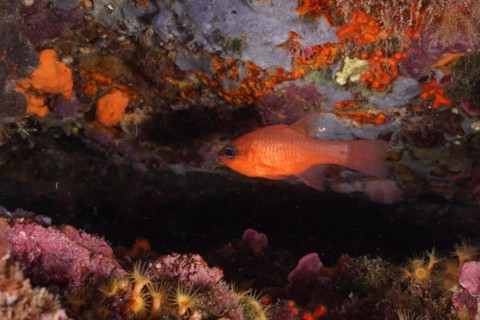 Cardinalfish