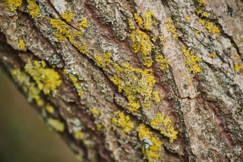 Common orange lichen
