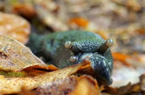 Roundback slug