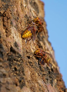 European hornets