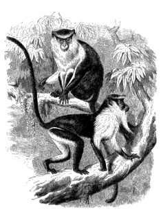 Nun monkey
