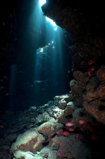 Shoal of white fringed soldierfish