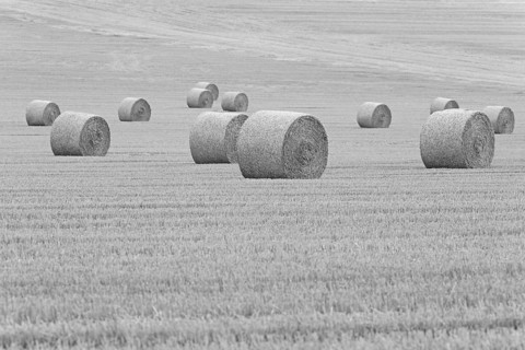 Grain field