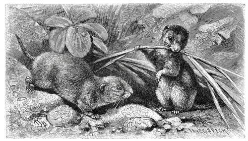 Common vole