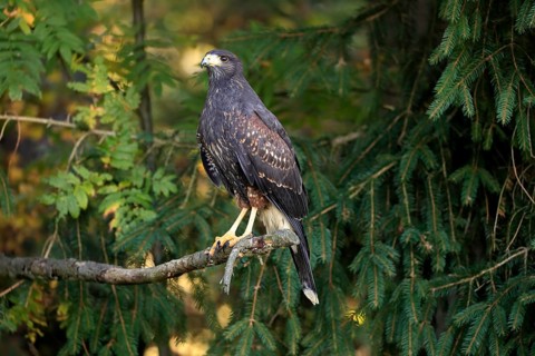 Harris's hawk