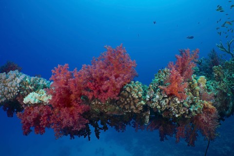 Small polyp stony coral