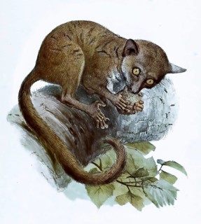 Galago