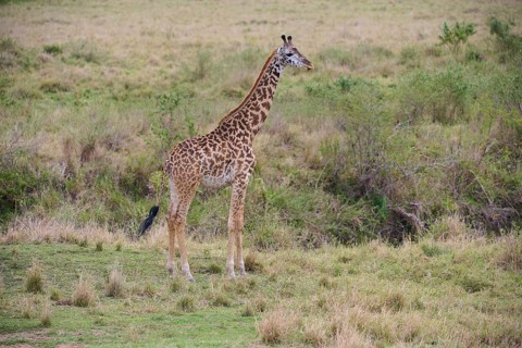 Masai giraffe
