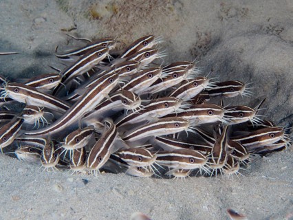 Striped eel catfish