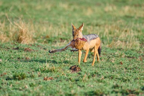 Black-backed jackal